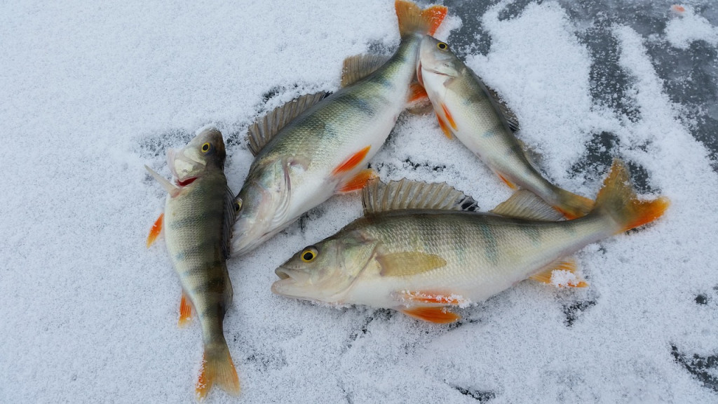 Ice Fishing Destination